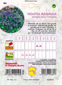 VIOLA CORNUTA Perenne Mix