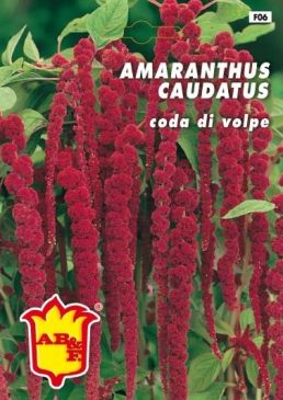 AMARANTUS Coda di volpe