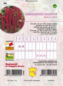 AMARANTUS Coda di volpe