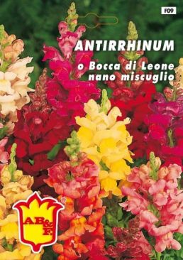 ANTHIRHINUM Bocca di leone nana mix