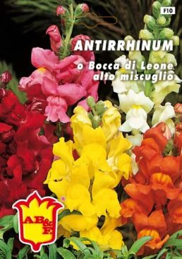 ANTHIRHINUM Bocca di leone nana mix