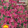 ARABIS Alpina bianca