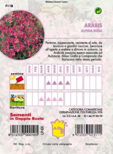 ARABIS Alpina bianca