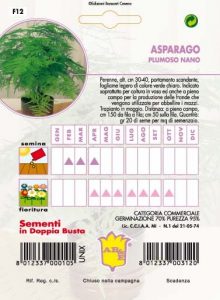 ARABIS Alpina bianca