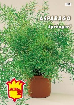 ASPARAGO Plumoso nano perenne