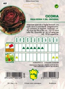 CICORIA Orchidea rossa