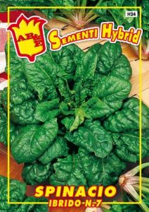SPINACIO Hibrido 7