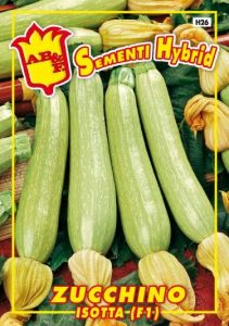 ZUCCHINO Chiaro Isotta