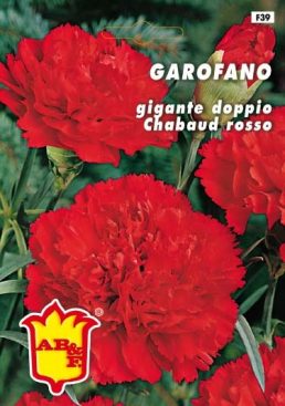 GAROFANO CHABAUD Giallo