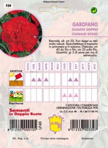 GAROFANO CHABAUD Giallo