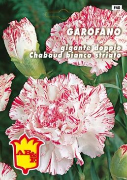 GAROFANO CHABAUD Bianco striato