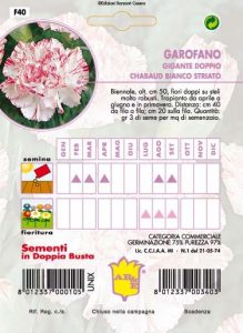 GAROFANO CHABAUD Bianco striato