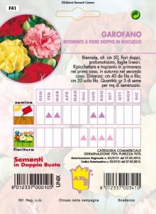 GAROFANO CHABAUD Bianco striato