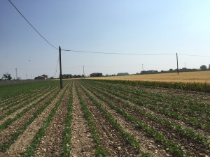 Foto 04-06-15 10 10 17