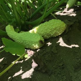zucchino rugoso friulano
