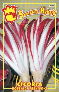 CICORIA Rossa di Treviso 2
