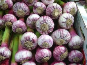 Aglio Sprint (Viola)