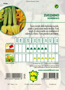 ZUCCHINO Romanesco