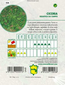 CICORIA / RADICCHIO Selvatica da Campo